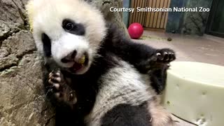 Washington's panda cub enjoys Lunar New Year treats