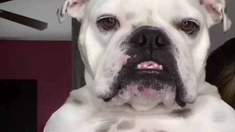 Funny lovely dog video intelligence