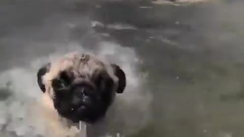 Funniest and cutest pug Dog video