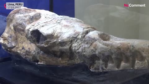 Palaeontologists unveil 36-million-year-old whale fossil found in Peruvian desert