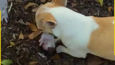 This_mama_dog_is_going_through_a_lot!(1080p)