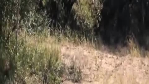 Buffalo Calf Escapes Leopard Only To Run Into a Lion
