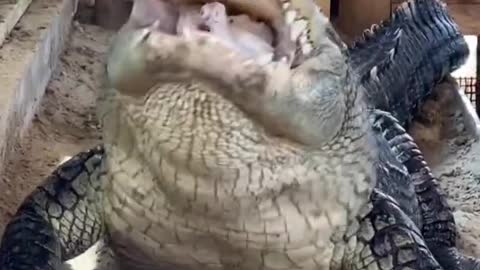 The Alligator Eats A Chicken Burps