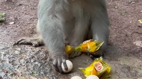 Leave the rest for the next monkey