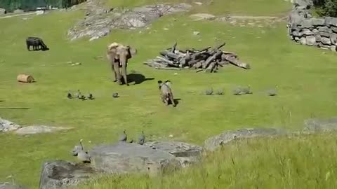 Baby Elephant Chasing Birds