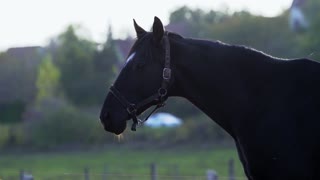 Adorable Black Horse In Morning Race Day