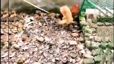 Chickens Vs Dogs | Funny Animals | Chickens | Dogs | Entertainment 4 All #Shorts
