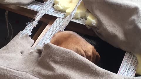 Adorable Beagle Completely Destroys Couch