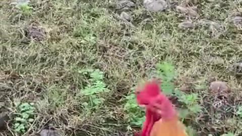 Cat protects rooster, outdoor adventure#cute #funny