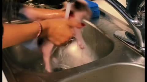 Piggy bath in the kitchen sink. Oink