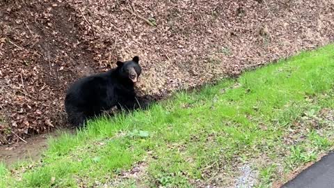 Black Bear Tries to Drag Wild Boar Into Woods