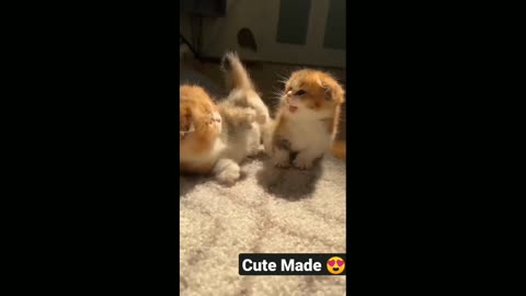 Cats Video So cute