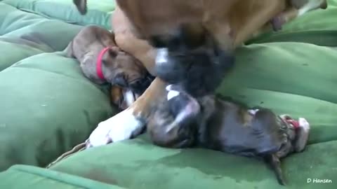 Dog Has Amazing Birth While Standing!