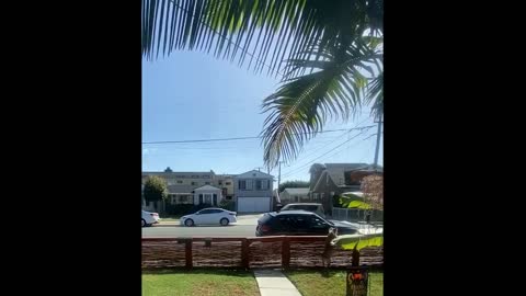 Dog waits by the front gate every day to greet the mail lady!