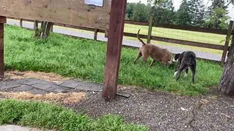 Shepherd Mix Attacks Pitbull [Warning: Graphic]