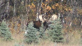 Giant Alaskan Bull Moose