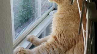 Clever Cat Finds His View