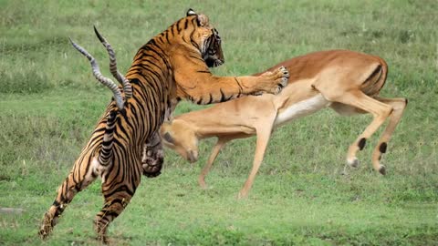 Impala Horns Too Scary Tiger Ambush Impala And The Unexpected Buffalo Warthog Fight Back Tiger