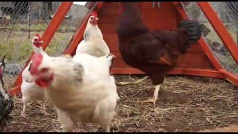 Chicken fight video❤What happened when put Cockerelels in with hen