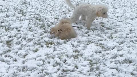 Cute Dogs Playing On Snow