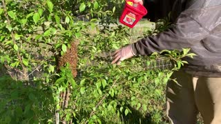 Rehoming a Swarm before the Sun Sets