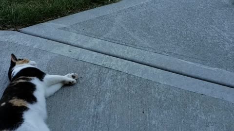 Lazy Cat Naps at the Sight of Cucumber