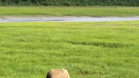 Cub Walking Around Open Field