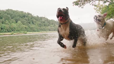 Active dogs love to run in the river