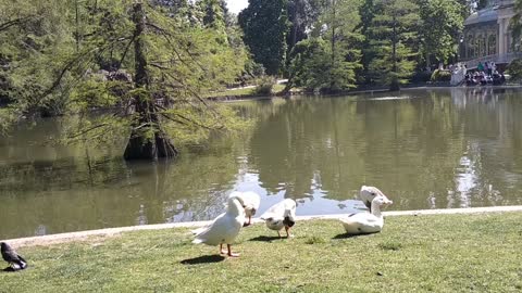 Ducks playing and turtle