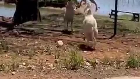 Dog thinks being off leash means he needs to take his human for a walk. Watch Best of these amazing funny animals 😀😂🤣🤣😃😃😄