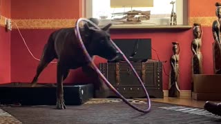 Incredible dog trick