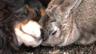 Puppy Dog and Bunny Are Best Friends