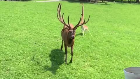 Huge Friendly Elk Trades Pets for Snacks