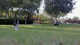 Owner Goes In Park Adventure With Dog ' dog fun time '