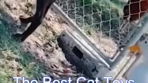 Best Funny Cat Videos