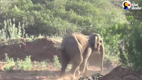 Elephant Gets Rescued From Well