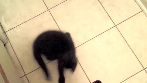 Embarrassed Kitten MEOWS and Runs Away