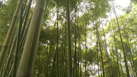 Beautiful bamboo forest