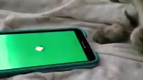 Cat playing game on mobile,