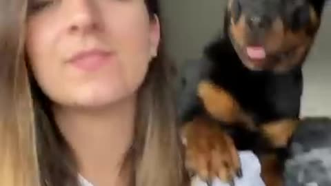 Rottweiler takes kisses very seriously