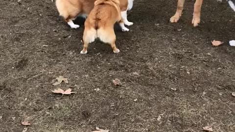 How Corgis Say Hi To Each Other