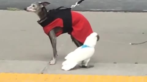 Parrot Finds Canine Companion For Walking On A Leash