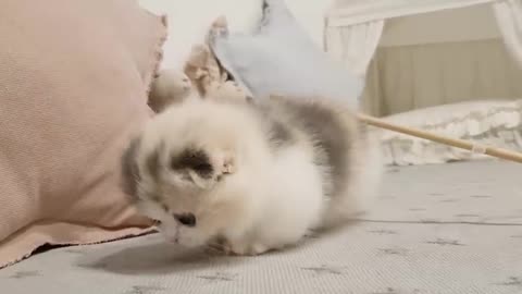 Cute cat playing cuteness over load🐱🐣🐈🐈🐈🐈🐈