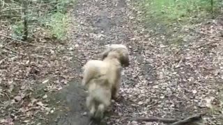 Three Dogs playing in the Wild