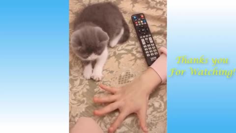 TRY Not To Laugh at These Cute Pets And Funny Animals Compilation