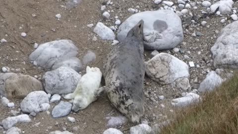 Seal Pup Gets A Back Scratch From Mom