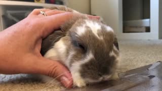 Baby bunny head rubs