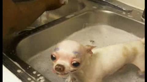 Chihuahua Gets A Bath, Makes A Strange Face And Odd Noises