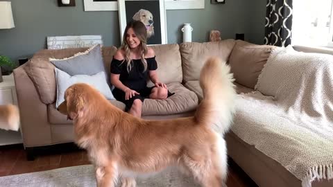 Hugging Another Dog Too Long Jealous Dog Reaction