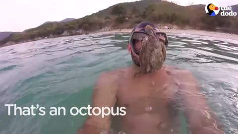 Octopus Stuck on Man's Face: Octopus Doesn't Want To Say Goodbye | The Dodo